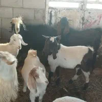 بزقاله سرحال|حیوانات مزرعه|کوهدشت, |دیوار