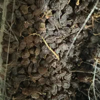 کشمش|خوردنی و آشامیدنی|قزوین, |دیوار