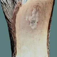 فروش اسلب چوب گردو