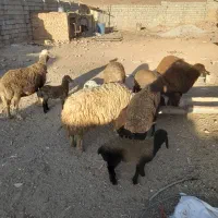 میش افشاری جوان بای شیشک قوچ|حیوانات مزرعه|داران, |دیوار