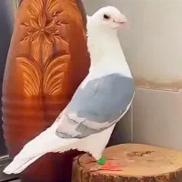 سلام کبوتر گم شود