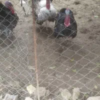 بوقلمون نر درشت سنگین وزن