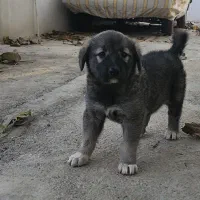 سگ نر دو ماهه