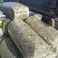 ذرت علوفه‌ای