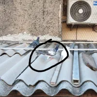 کبوتر گم شده|پرنده|گرگان, |دیوار