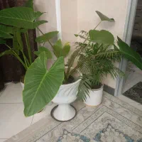 باباادم|گل و گیاه طبیعی|اندیشه, شهرک مریم|دیوار