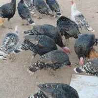 بوقلمون نروماده جفتی ۳ملیون وپانصد|حیوانات مزرعه|کوهدشت, |دیوار