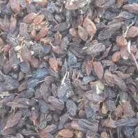 کشمش ابگیری کیفیت بالا|خوردنی و آشامیدنی|نیشابور, ابراهیم ادهم|دیوار