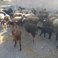 ۵۶راس میش کرد افشار|حیوانات مزرعه|آفتاب, |دیوار