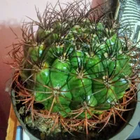 کاکتوس آپارتمانی