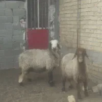 شیشک میش بز