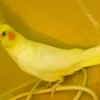 جوجه عروس هلندی لوتینوزعفرونی دوکت وتک خال|پرنده|شیراز, گویم|دیوار