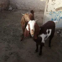 فروشی|حیوانات مزرعه|نیشابور, دربقاضی|دیوار