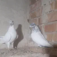 کبوتر|پرنده|ارومیه, |دیوار