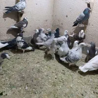 تعدادی پلاکی هوایی همه خوب|پرنده|مرودشت, کوشک|دیوار