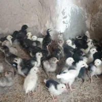 جوجه گلین و مرندی