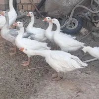 غاز|حیوانات مزرعه|معصومیه, |دیوار