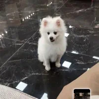 پامر اصل ماه۴