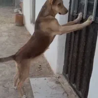 توله پژدر ماده