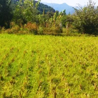 گزینه های متنوع شالیزار سنتی و مکانیزه درگیلان|فروش دفتر صنعتی، کشاورزی، تجاری|احمدسرگوراب, |دیوار