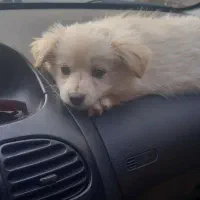 توله پامروشیتزو