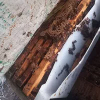 فروش کندو با زنبور  و کندو خالی|حیوانات مزرعه|شبستر, |دیوار