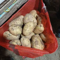 آگریای‌‌بدون‌قند‌درشت