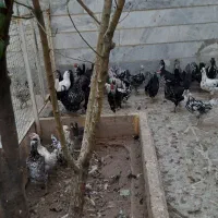 تخم مرغ نطفه دار گلین لری..مرغ و خروس گلین لری|حیوانات مزرعه|بوئین زهرا, |دیوار