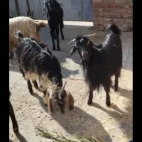 گوسفند فروشی کشتارهروز