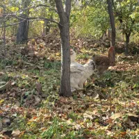 ۵ عدد مرغ برهما لایت و گولد|حیوانات مزرعه|آذرشهر, |دیوار