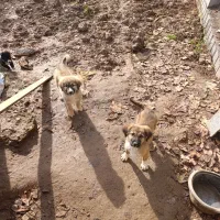 واگذاری نر ماده سرابی گله