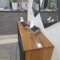 کفتر طوقی|پرنده|اهواز, امانیه|دیوار