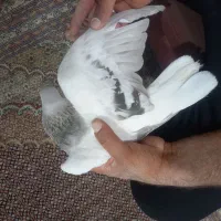 کبوتر شهری|پرنده|شیراز, جوادیه|دیوار