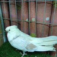 کبوترنوک ریز|پرنده|بوئین زهرا, |دیوار