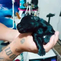 توله سگ پاکوتاه