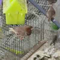 گلدین نرگسی،کرواتی ،مرغ عشق ،قناری،کبوتر دم چتری|پرنده|تهران, حکیمیه|دیوار