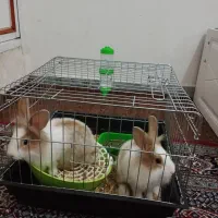 خرگوش|موش و خرگوش|اراک, |دیوار