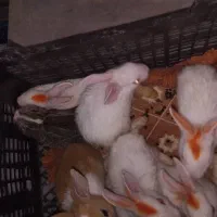 خرگوش‌
