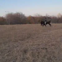 اسب مادیان|اسب و تجهیزات اسب‌سواری|مشگین شهر, |دیوار