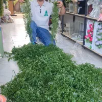 شمشاد آویز     .حراجی.|گل مصنوعی|درگزین, |دیوار