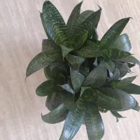 گل طبیعی|گل و گیاه طبیعی|سنندج, |دیوار