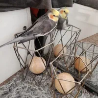 عروس هلندی نر