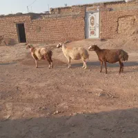 میش وکاورآبستن