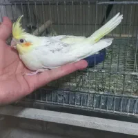 عروس هلندی مولد ،جوجه سرلاکی و دونخور|پرنده|هشتگرد, خور|دیوار