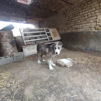حیوانات|سگ|مشهد, میان ولایت|دیوار