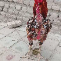 باسلام خروس لاری