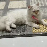 واگذاری گربه  اسکاتیش  پرشین ۴ماهه|گربه|مشهد, الهیه|دیوار