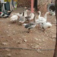 غاز نر و ماده (جوجه اردک اسرائیلی و معمولی)|حیوانات مزرعه|محمدشهر, همایون ویلا|دیوار