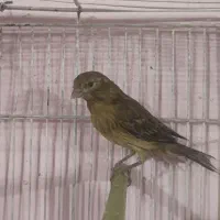 قناری|پرنده|شیراز, گل سرخ|دیوار