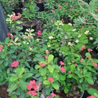 گیاه مرجان|گل و گیاه طبیعی|تهران, عباس‌آباد|دیوار
